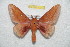  (Syssphinx bidmagdaleniana - BC-RBP 10315)  @14 [ ] Copyright (2016) Ron Brechlin Research Collection of Ron Brechlin