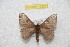  ( - BC-RBP 10323)  @13 [ ] Copyright (2016) Ron Brechlin Research Collection of Ron Brechlin