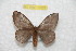  ( - BC-RBP 10325)  @13 [ ] Copyright (2016) Ron Brechlin Research Collection of Ron Brechlin