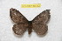  ( - BC-RBP 10333)  @13 [ ] Copyright (2016) Ron Brechlin Research Collection of Ron Brechlin