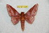 (Adelowalkeria caeca - BC-RBP 10354)  @13 [ ] Copyright (2017) Ron Brechlin Research Collection of Ron Brechlin