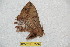  ( - BC-RBP 10358)  @12 [ ] Copyright (2017) Ron Brechlin Research Collection of Ron Brechlin
