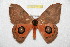 ( - BC-RBP 10403)  @13 [ ] Copyright (2017) Ron Brechlin Research Collection of Ron Brechlin