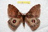  (Gamelia cabrera - BC-RBP 10466)  @14 [ ] Copyright (2017) Ron Brechlin Research Collection of Ron Brechlin