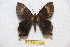  ( - BC-RBP 11304)  @11 [ ] Copyright (2019) Ron Brechlin Research Collection of Ron Brechlin