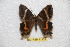  ( - BC-RBP 11305)  @11 [ ] Copyright (2019) Ron Brechlin Research Collection of Ron Brechlin