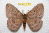  ( - BC-RBP 11322)  @11 [ ] Copyright (2019) Ron Brechlin Research Collection of Ron Brechlin