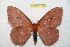  (Cerodirphia timoi - BC-RBP 11353)  @11 [ ] Copyright (2019) Ron Brechlin Research Collection of Ron Brechlin