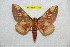 ( - BC-RBP 11395)  @11 [ ] Copyright (2019) Ron Brechlin Research Collection of Ron Brechlin