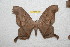  ( - BC-RBP 11417)  @11 [ ] Copyright (2019) Ron Brechlin Research Collection of Ron Brechlin