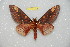  ( - BC-RBP 11419)  @11 [ ] Copyright (2019) Ron Brechlin Research Collection of Ron Brechlin