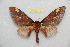  ( - BC-RBP 11423)  @11 [ ] Copyright (2019) Ron Brechlin Research Collection of Ron Brechlin