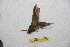  (Eupanacra busiris centrovietnama - BC-RBP 11433)  @11 [ ] Copyright (2019) Ron Brechlin Research Collection of Ron Brechlin