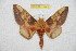  ( - BC-RBP 11441)  @11 [ ] Copyright (2019) Ron Brechlin Research Collection of Ron Brechlin