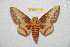  ( - BC-RBP 11442)  @11 [ ] Copyright (2019) Ron Brechlin Research Collection of Ron Brechlin