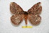  ( - BC-RBP 11511)  @11 [ ] Copyright (2019) Ron Brechlin Research Collection of Ron Brechlin