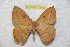  (Periga parbrechlini - BC-RBP 11559)  @11 [ ] Copyright (2019) Ron Brechlin Research Collection of Ron Brechlin
