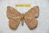  (Periga misionesa - BC-RBP 11561)  @11 [ ] Copyright (2019) Ron Brechlin Research Collection of Ron Brechlin