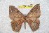  ( - BC-RBP 11562)  @13 [ ] Copyright (2019) Ron Brechlin Research Collection of Ron Brechlin
