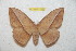  (Lonomia orientocordillera - BC-RBP 11609)  @14 [ ] Copyright (2020) Ron Brechlin Research Collection of Ron Brechlin