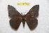  ( - BC-RBP 11612)  @13 [ ] Copyright (2020) Ron Brechlin Research Collection of Ron Brechlin