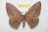  ( - BC-RBP 11613)  @14 [ ] Copyright (2020) Ron Brechlin Research Collection of Ron Brechlin