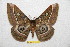  ( - BC-RBP 11633)  @11 [ ] Copyright (2020) Ron Brechlin Research Collection of Ron Brechlin
