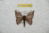  ( - BC-RBP 8058)  @13 [ ] Copyright (2013) Ron Brechlin Research Collection of Ron Brechlin
