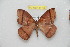  ( - BC-RBP 11726)  @11 [ ] Copyright (2020) Ron Brechlin Research Collection of Ron Brechlin
