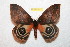  ( - BC-RBP 11745)  @11 [ ] Copyright (2020) Ron Brechlin Research Collection of Ron Brechlin