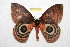 ( - BC-RBP 11746)  @11 [ ] Copyright (2020) Ron Brechlin Research Collection of Ron Brechlin