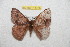  ( - BC-RBP 11755)  @11 [ ] Copyright (2020) Ron Brechlin Research Collection of Ron Brechlin