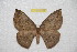  ( - BC-RBP 8109)  @14 [ ] Copyright (2013) Ron Brechlin Research Collection of Ron Brechlin