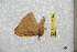  ( - BC-RBP 11767)  @11 [ ] Copyright (2020) Ron Brechlin Research Collection of Ron Brechlin