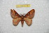  ( - BC-RBP 8116)  @13 [ ] Copyright (2013) Ron Brechlin Research Collection of Ron Brechlin
