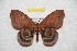  ( - BC-RBP 8161)  @13 [ ] Copyright (2013) Ron Brechlin Research Collection of Ron Brechlin