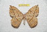  ( - BC-RBP 8184)  @13 [ ] Copyright (2013) Ron Brechlin Research Collection of Ron Brechlin
