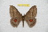 ( - BC-RBP 8187)  @11 [ ] Copyright (2013) Ron Brechlin Research Collection of Ron Brechlin