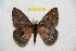  ( - BC-RBP 11774)  @11 [ ] Copyright (2020) Ron Brechlin Research Collection of Ron Brechlin