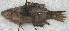  ( - CM002_001)  @11 [ ] CreativeCommons Attribution ShareAlike (2022) Institut Halieutique et des Sciences Marines Institut Halieutique et des Sciences Marines