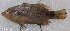  ( - CM003_002)  @11 [ ] CreativeCommons Attribution ShareAlike (2022) Institut Halieutique et des Sciences Marines Institut Halieutique et des Sciences Marines