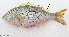  ( - CM023_022)  @11 [ ] CreativeCommons Attribution ShareAlike (2022) Institut Halieutique et des Sciences Marines Institut Halieutique et des Sciences Marines