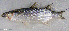  ( - F020_001)  @11 [ ] CreativeCommons Attribution ShareAlike (2022) Institut Halieutique et des Sciences Marines Institut Halieutique et des Sciences Marines