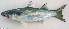  ( - F022_001(2))  @11 [ ] CreativeCommons Attribution ShareAlike (2022) Institut Halieutique et des Sciences Marines Institut Halieutique et des Sciences Marines