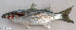  ( - F023_001(2))  @11 [ ] CreativeCommons Attribution ShareAlike (2022) Institut Halieutique et des Sciences Marines Institut Halieutique et des Sciences Marines