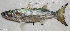  ( - F046_001)  @11 [ ] CreativeCommons Attribution ShareAlike (2022) Institut Halieutique et des Sciences Marines Institut Halieutique et des Sciences Marines