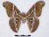  (Samia vanschaycki - BC-SK0160)  @14 [ ] Copyright (2010) Unspecified Research Collection of Steve Kohll