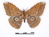  ( - BC-SK0311)  @13 [ ] Copyright (2010) Unspecified Research Collection of Steve Kohll