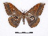  ( - BC-SK0318)  @14 [ ] Copyright (2010) Unspecified Research Collection of Steve Kohll
