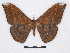  (Salassa mesosa - BC-SK0324)  @15 [ ] Copyright (2010) Unspecified Research Collection of Steve Kohll